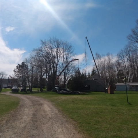 Davez Tree Service | 45 Cedar St, Collingwood, ON L9Y 3A4, Canada | Phone: (705) 606-6860
