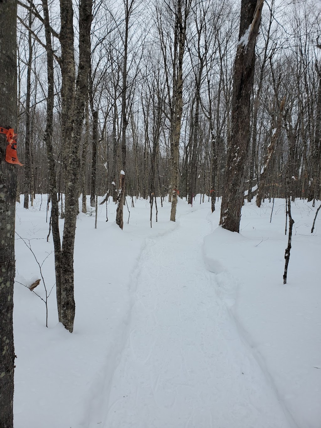 Club de Ski de fond de lOr Blanc | 3129 Rue Bégin, Thetford Mines, QC G6H 2E5, Canada | Phone: (418) 334-8259