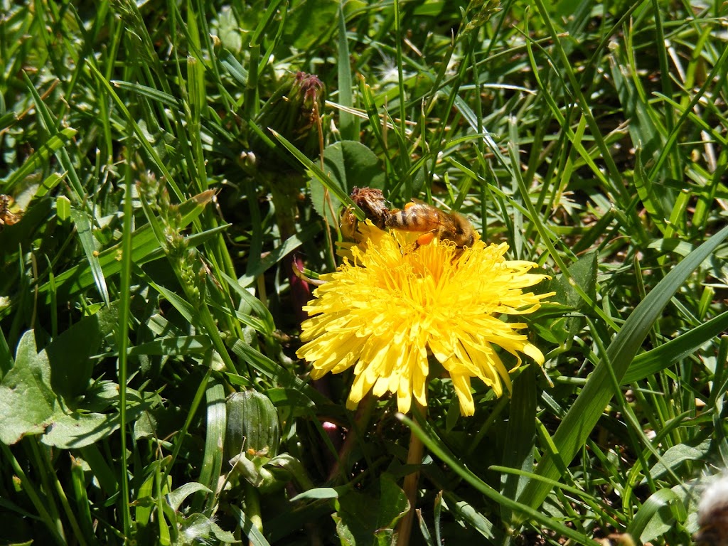 Ontario Beekeepers Association | West Door C, 5420 Hwy 6 Suite 185, Guelph, ON N1H 6J2, Canada | Phone: (905) 636-0661