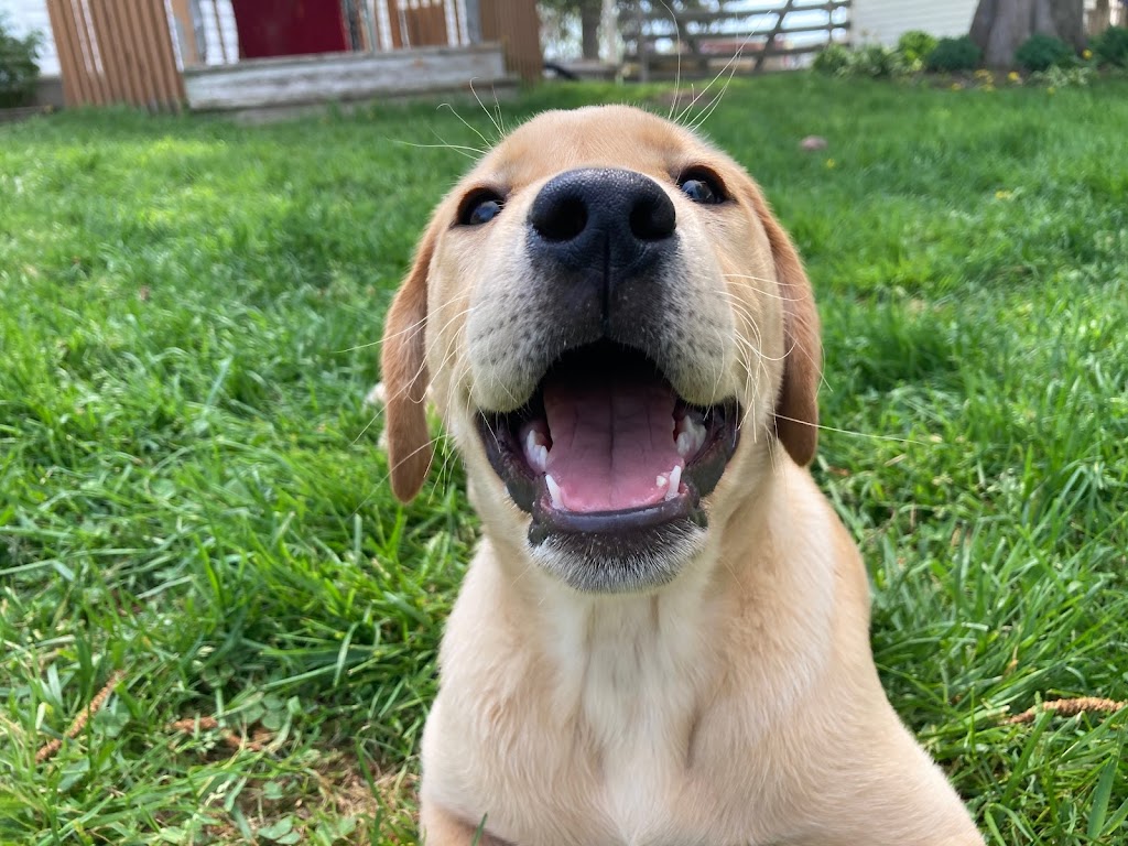 Doggy Daycare and Sleepovers | 440 Aranda Way, Codrington, ON K0K 1R0, Canada | Phone: (613) 847-3418