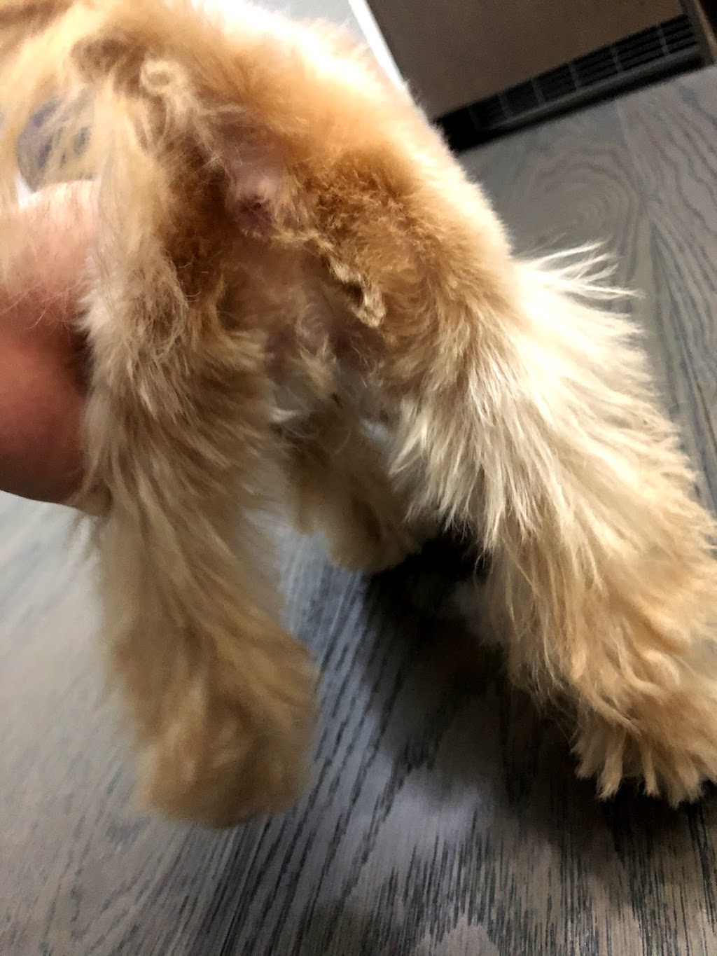 pawfect pet grooming 仙宠宠物美容 | 4933 Kersland Dr, Vancouver, BC V5Y 2M8, Canada | Phone: (778) 233-0266
