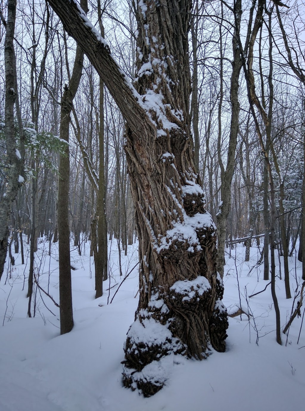 Mont-Saint-Bruno National Park | 330 Rang des Vingt Cinq E, Saint-Bruno-de-Montarville, QC J3V 4P6, Canada | Phone: (450) 653-7544