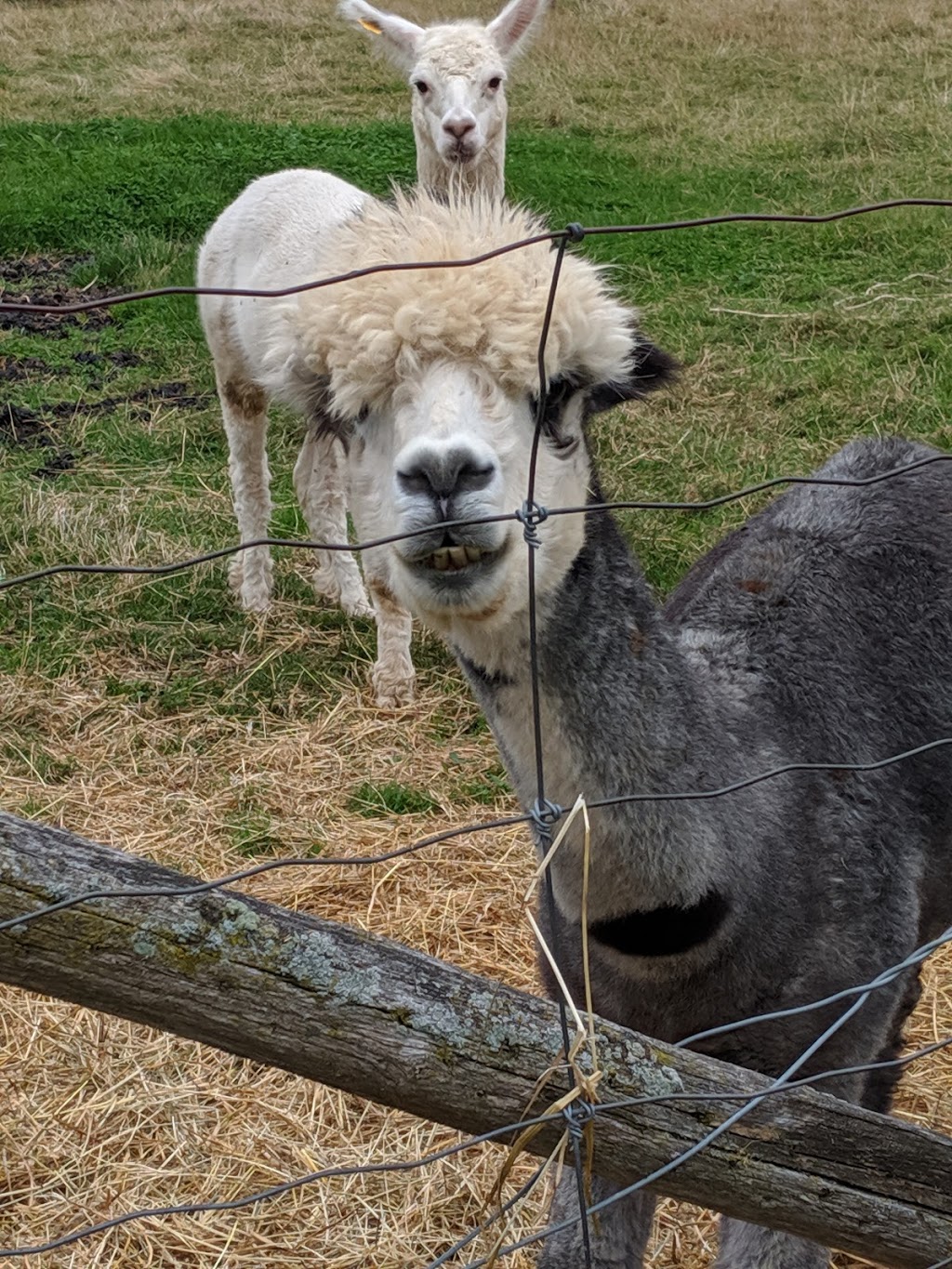 Mapletons Organic Dairy | 8548 Wellington St N, Moorefield, ON N0G 2K0, Canada | Phone: (519) 638-1115