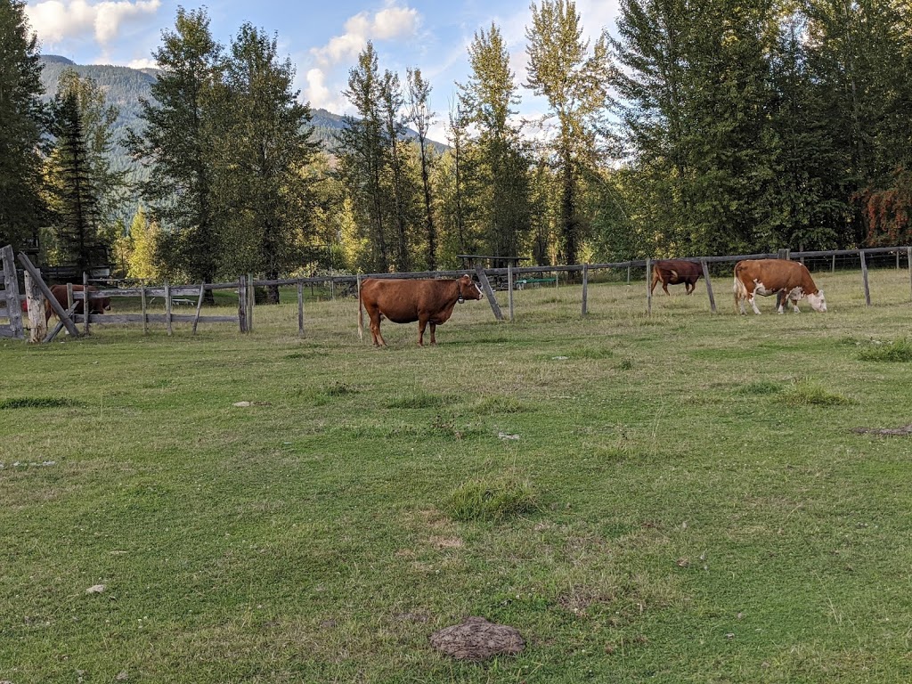 Pemberton Cattle | 7294 Clover Rd, Pemberton, BC V0N 2L1, Canada | Phone: (778) 512-4085