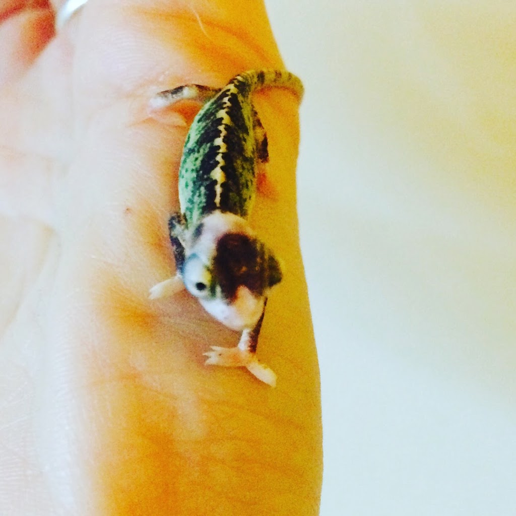 Caméléon-Mauricie | 5-425 Rue Matteau, Trois-Rivières, QC G8Y 5Y3, Canada | Phone: (819) 841-4772