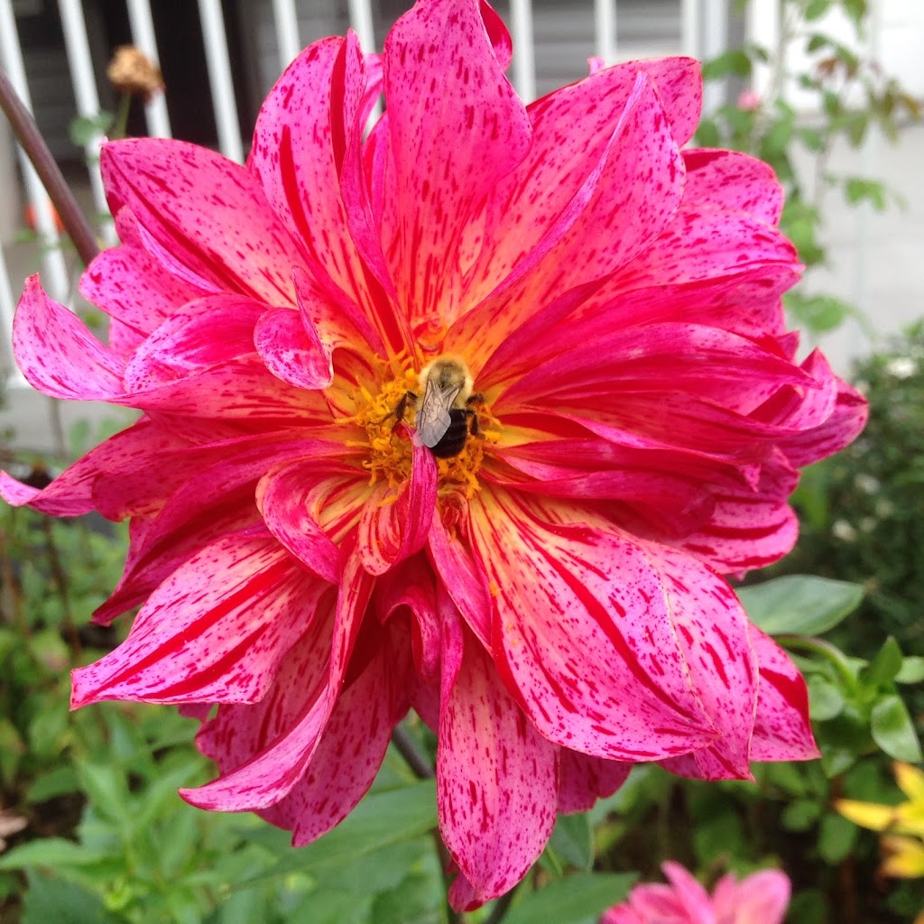 Country Road Greenhouses | 52043 Range Rd 231, Sherwood Park, AB T8B 1A2, Canada | Phone: (780) 467-5784