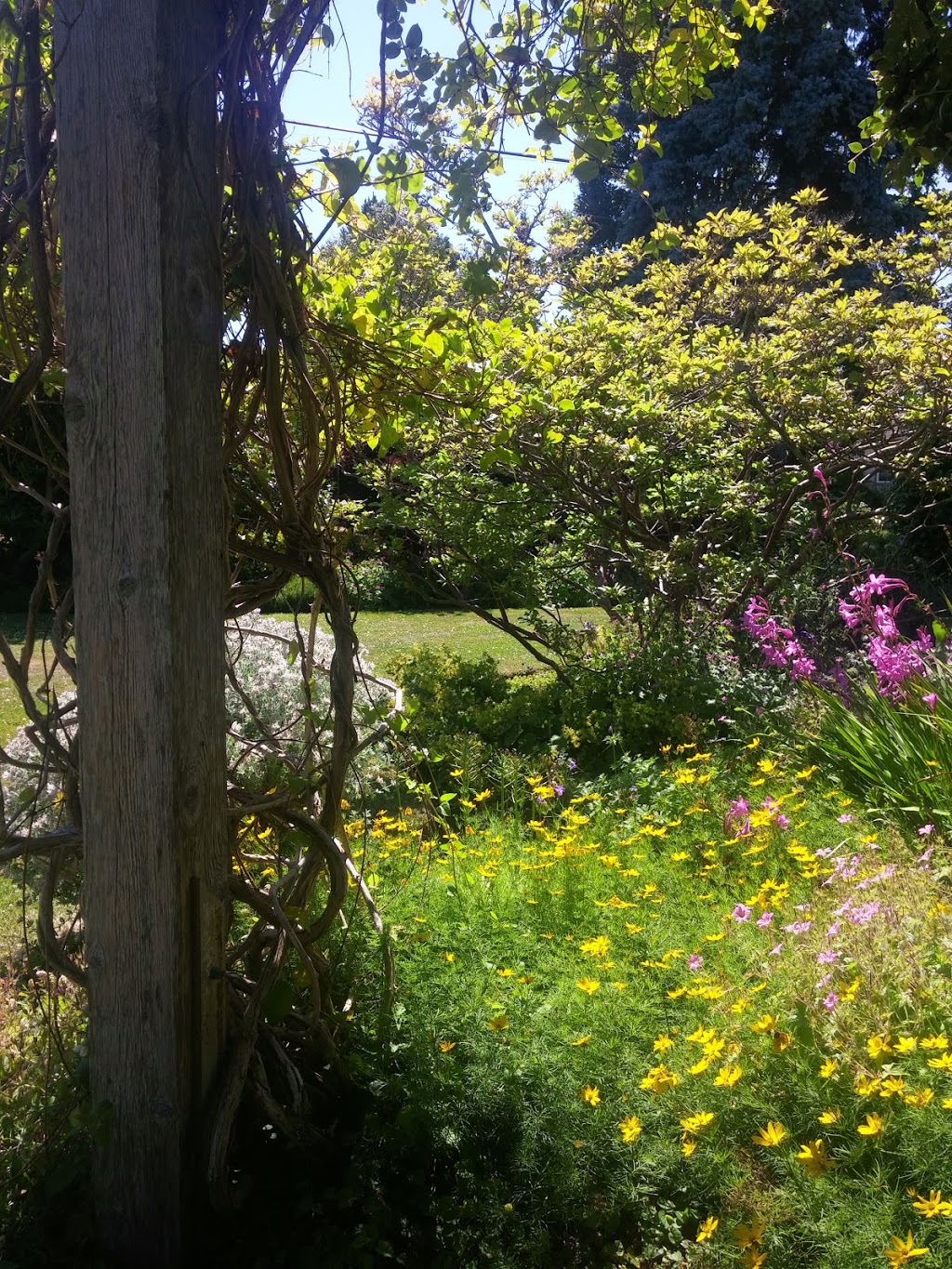 Lokier Garden | 2527 Thompson Ave, Victoria, BC V8R 3L2, Canada