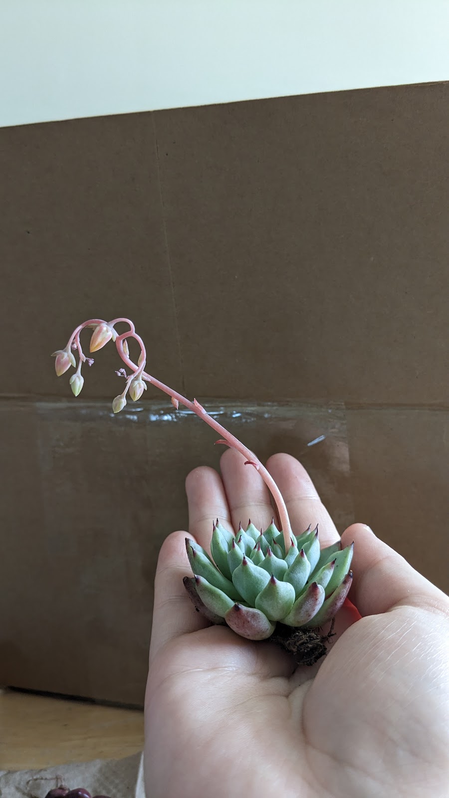 Succulentes Québec | 388 QC-116, Cleveland, QC J0B 2H0, Canada | Phone: (819) 238-1695