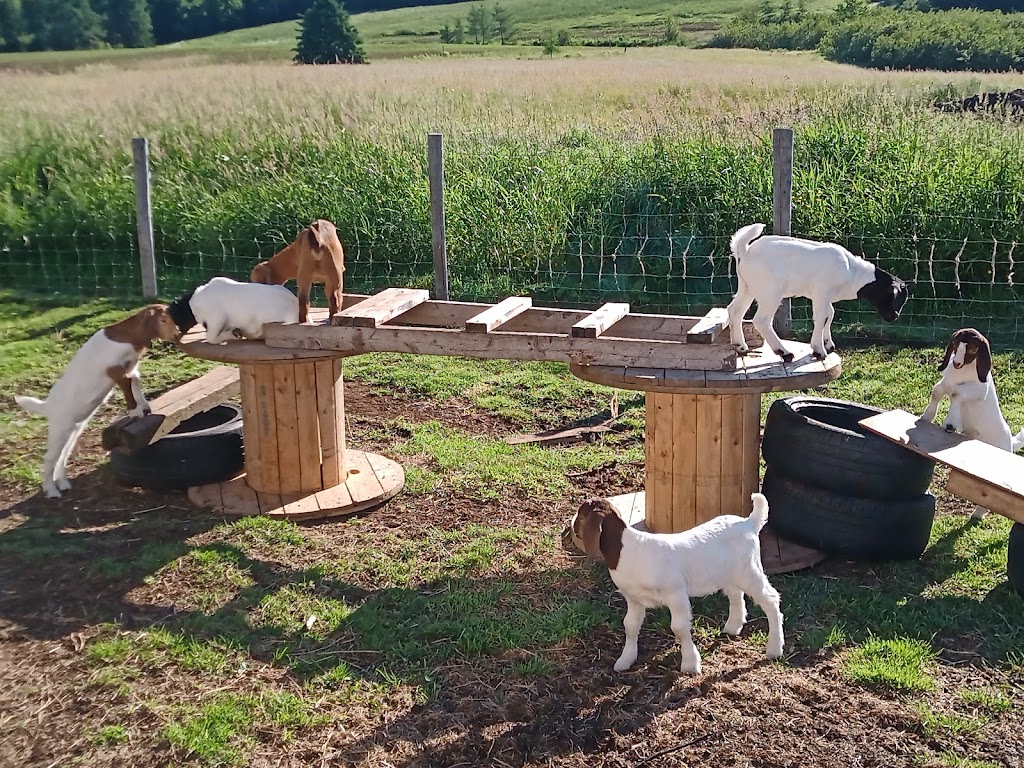 Pearl House Farm | 287 Upper Brookfield Rd, Brookfield, NS B0N 1C0, Canada | Phone: (902) 890-4226