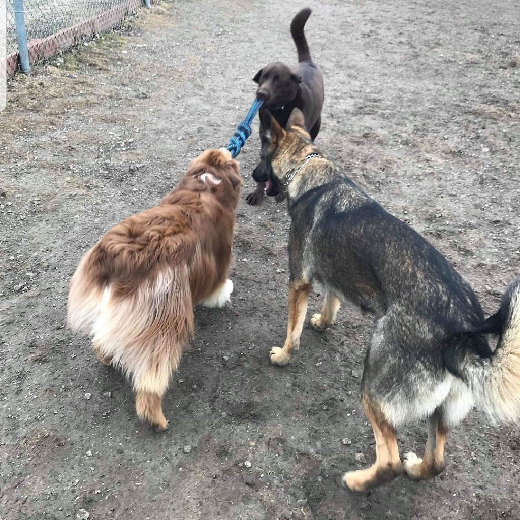 Paws Oasis | 17716 Trans-Canada Hwy, Perth, ON K7H 3C6, Canada | Phone: (613) 267-8051