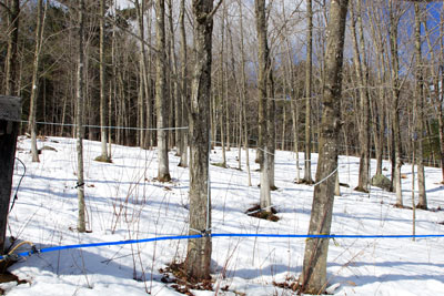 E & M Maple Products | 347020 4th Concession B RR1, Maxwell, ON N0C 1J0, Canada | Phone: (519) 477-2828