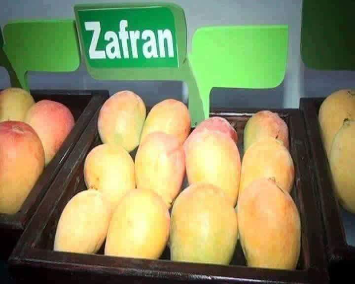 Mango Importer | 13605 Hurontario St, Inglewood, ON L7C 2C9, Canada | Phone: (647) 997-4138