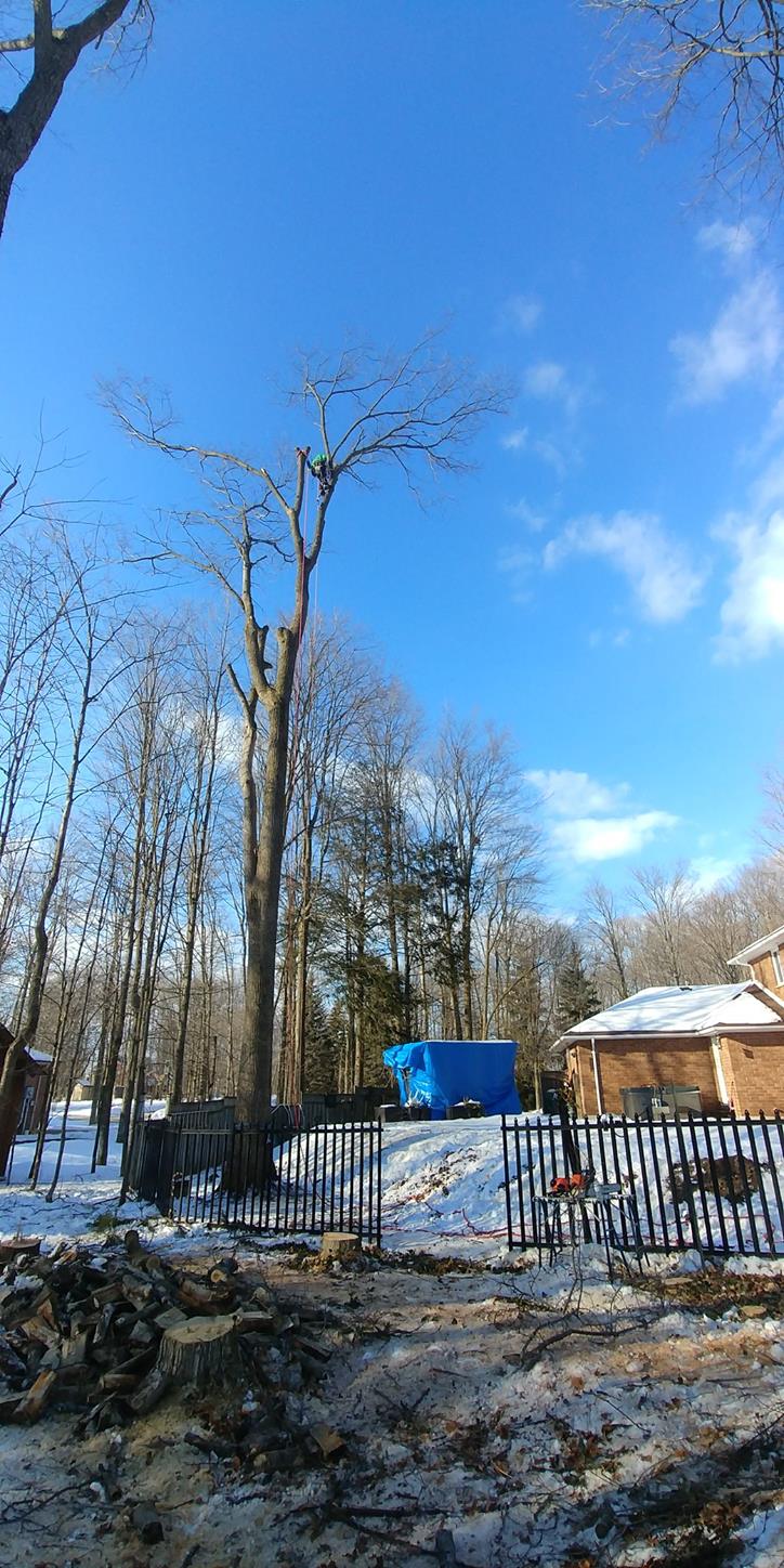 Tylers Tree Services | 7854 Yonge St, Innisfil, ON L9S 1L4, Canada | Phone: (705) 717-8357