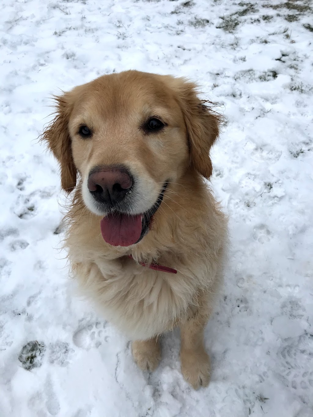 Waggin Tails Pet Services | 1 Heath Crescent, Port Perry, ON L9L 1K9, Canada | Phone: (905) 718-2494