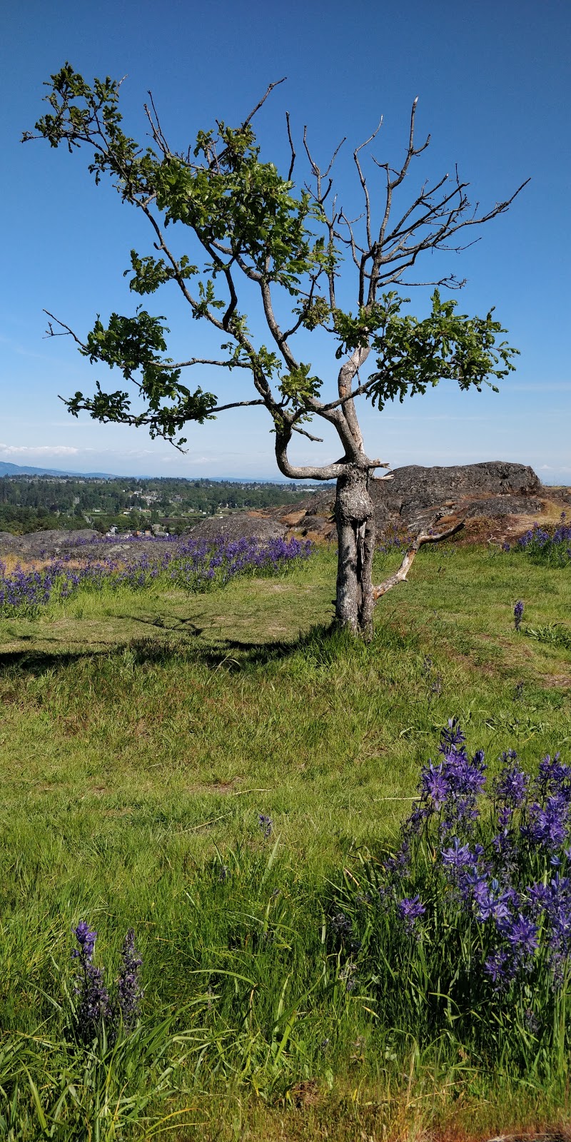 Christmas Hill | 3873 Swan Lake Road, Victoria, Saanich, BC V8X 3W1, Canada | Phone: (250) 479-0211