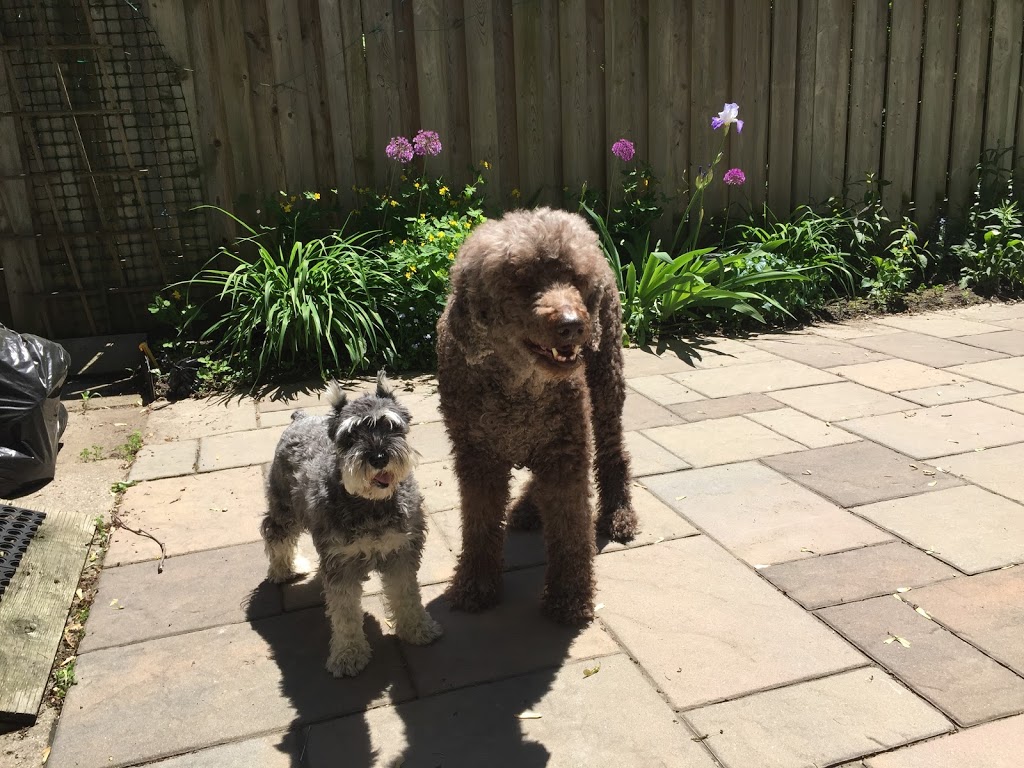 Gentle Leash Dog Walker | 16 Hazelwood Dr, Guelph, ON N1C 1A8, Canada | Phone: (416) 998-8851