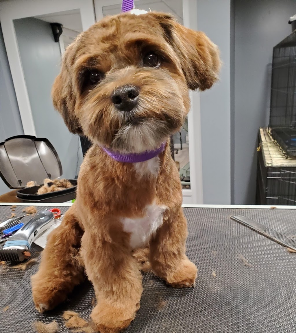 Furry Fannys Pet Grooming | 166 11 St, Winkler, MB R6W 1X1, Canada | Phone: (204) 384-5833