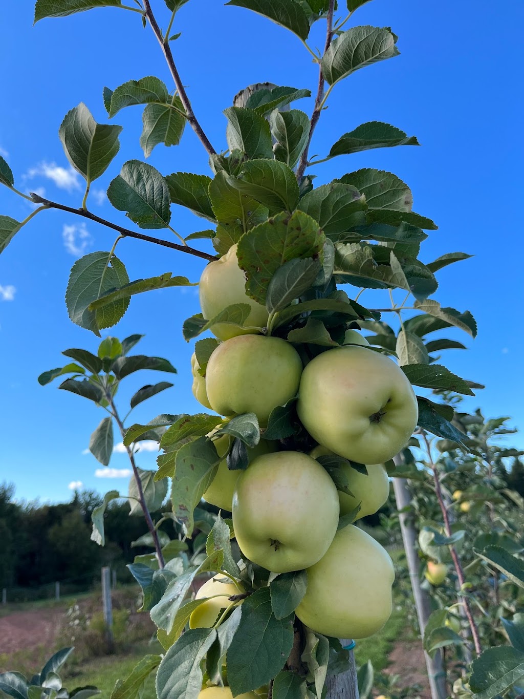 Belvedere Orchard U-Pick | 1481 Millboro Rd, North Wiltshire, PE C0A 1Y0, Canada | Phone: (902) 629-9974