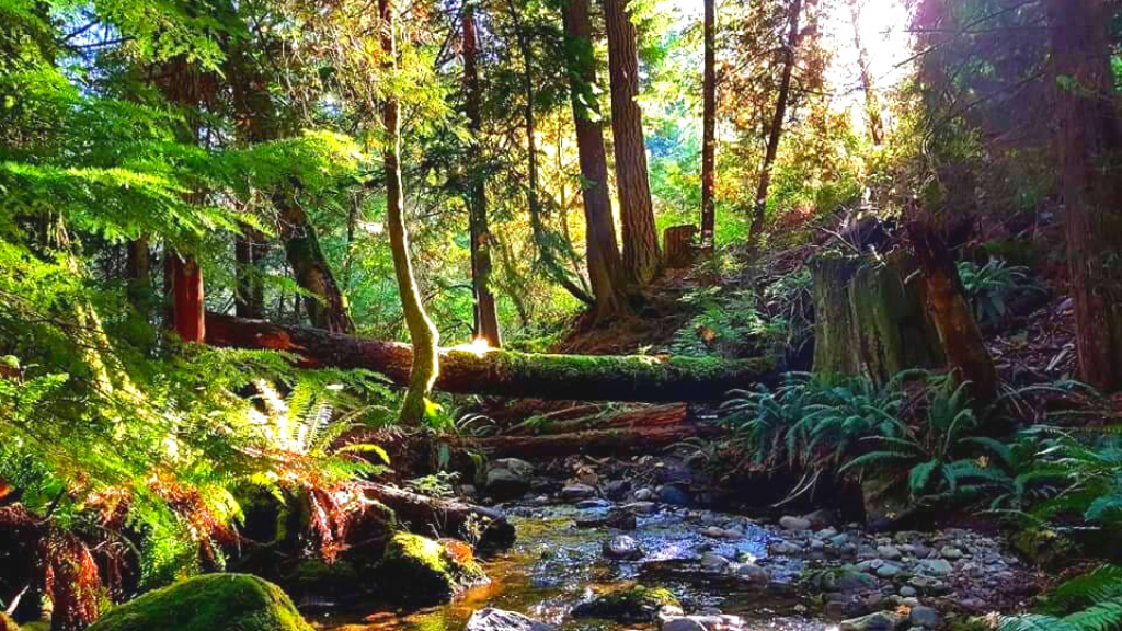 Creekside Crossing Campground | 3004 Weldwood Rd, Powell River, BC V8A 0L4, Canada | Phone: (604) 344-0500