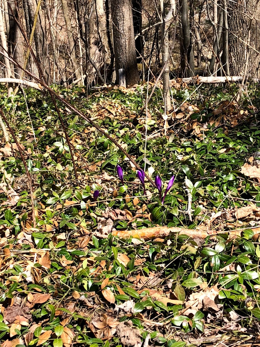 Cawthra Mulock Nature Reserve | Bathurst St, King, ON L3Y 4V9, Canada | Phone: (800) 440-2366