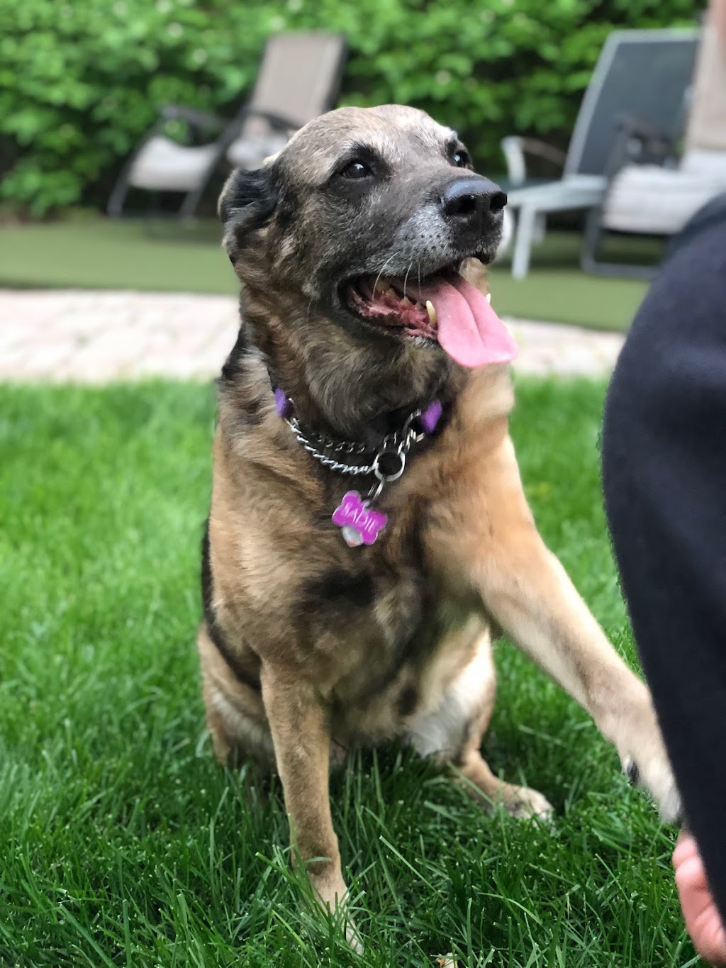 Polite Pets | 810 Coventry Rd, Winnipeg, MB R3R 1B7, Canada | Phone: (204) 799-3677