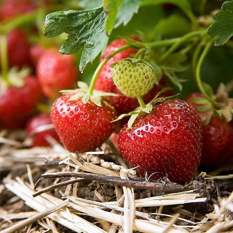 Applewood Farm & Winery- North of Port | 2055 Saintfield Rd, Sunderland, ON L0C 1H0, Canada | Phone: (905) 642-4720