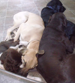 Happy Tails Dog Daycare | 2285 Sylvester Rd RR 2, Shawnigan Lake, BC V0R 2W2, Canada | Phone: (250) 743-9897