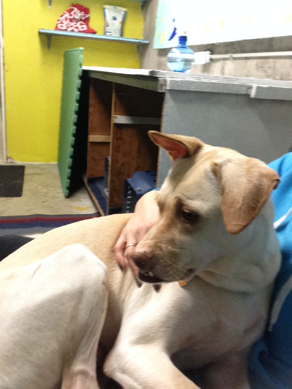 Barks and Recreation Canine Services | 2027 174 St, Surrey, BC V3Z 9Z8, Canada | Phone: (778) 291-2275