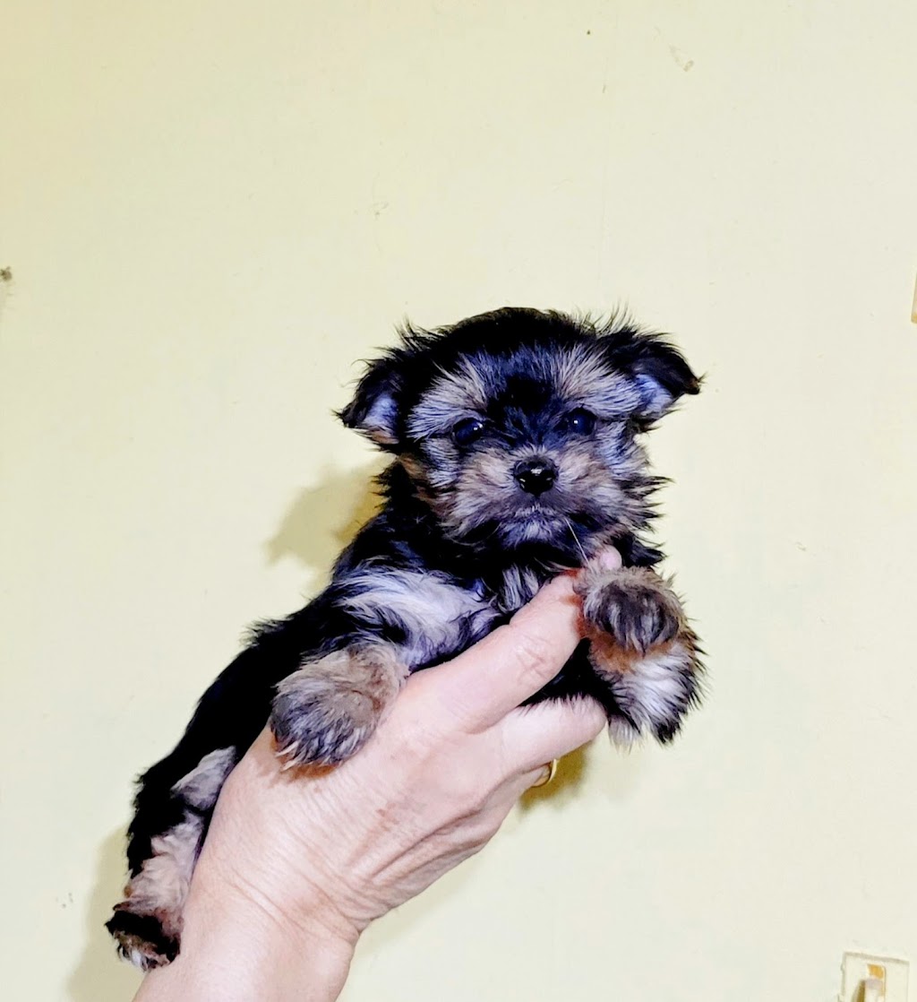 Adoptmycanin | 735 6e Rang, Saint-Calixte, QC J0K 1Z0, Canada | Phone: (514) 926-6909