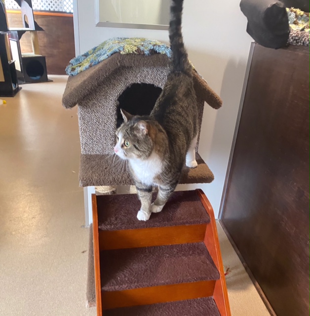 Cats Cradle Boarding Kennel 2006 | 54003 LaSalle Rd #9E, Winnipeg, MB R3H 0Y6, Canada | Phone: (204) 897-6945
