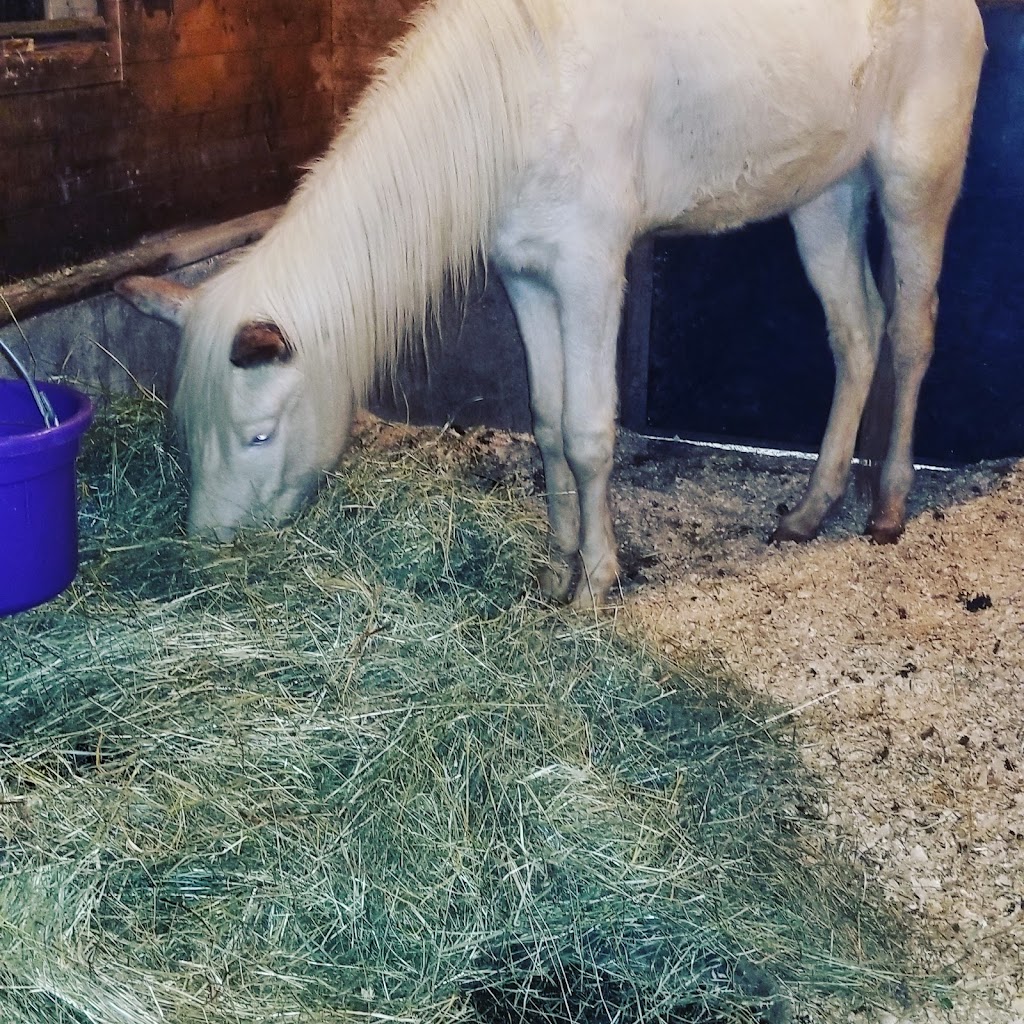 Integritys Haven Equine (Animal) Rescue Centre | 275 NS-12, Chester Basin, NS B0J 1K0, Canada | Phone: (902) 471-6121