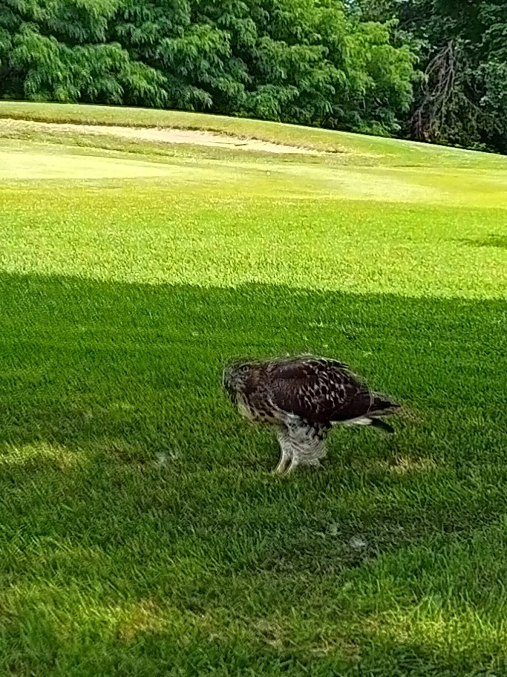 Rockway Golf Course | 625 Rockway Dr, Kitchener, ON N2G 3B5, Canada | Phone: (519) 741-2949