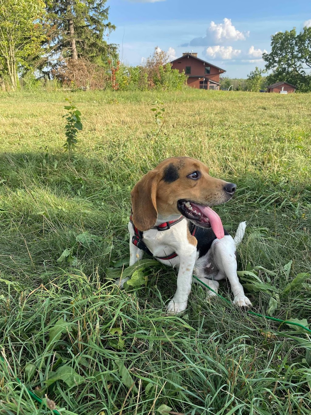 Doggie Stay n Play | 3936 Old Beverly Rd, Cambridge, ON N1R 5S7, Canada | Phone: (519) 503-9936