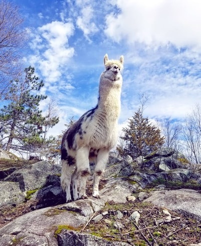 Serendipity Farm and Sanctuary - Alpacas & Llamas | 929 S Lavant Rd, Lanark, ON K0G 1K0, Canada | Phone: (613) 259-3304