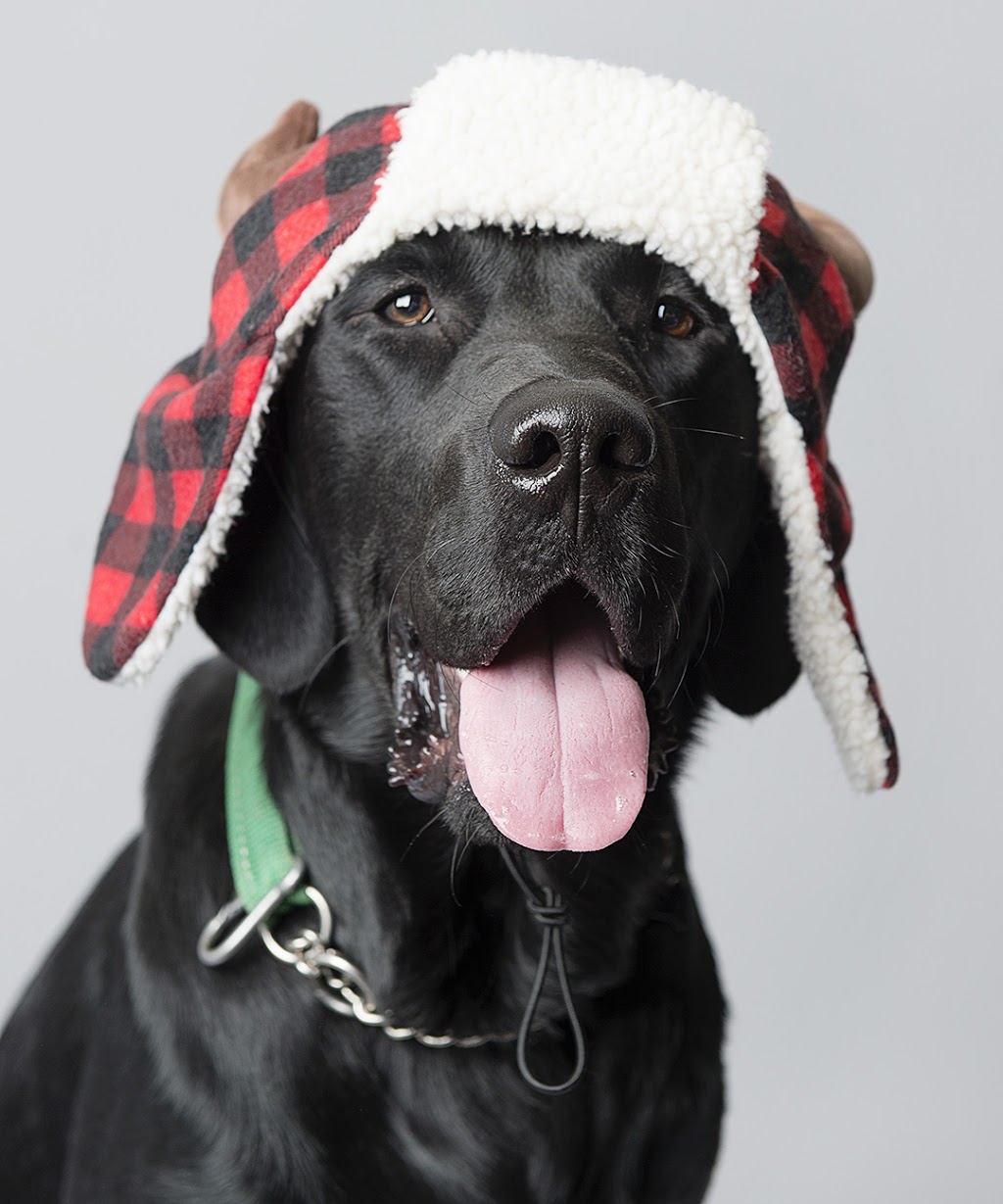 Pupcake Photography | 241 Willowridge Ct, Oakville, ON L6L 5J1, Canada | Phone: (905) 330-5393