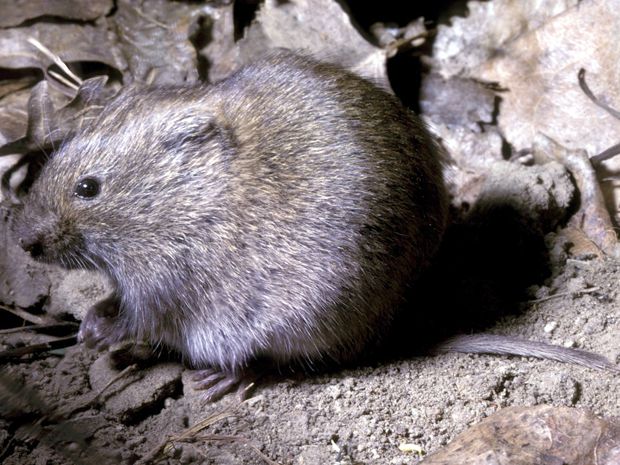 TOPLINE Pest Control | 21 Panamount St NW, Calgary, AB T3K 0H2, Canada | Phone: (403) 813-3666