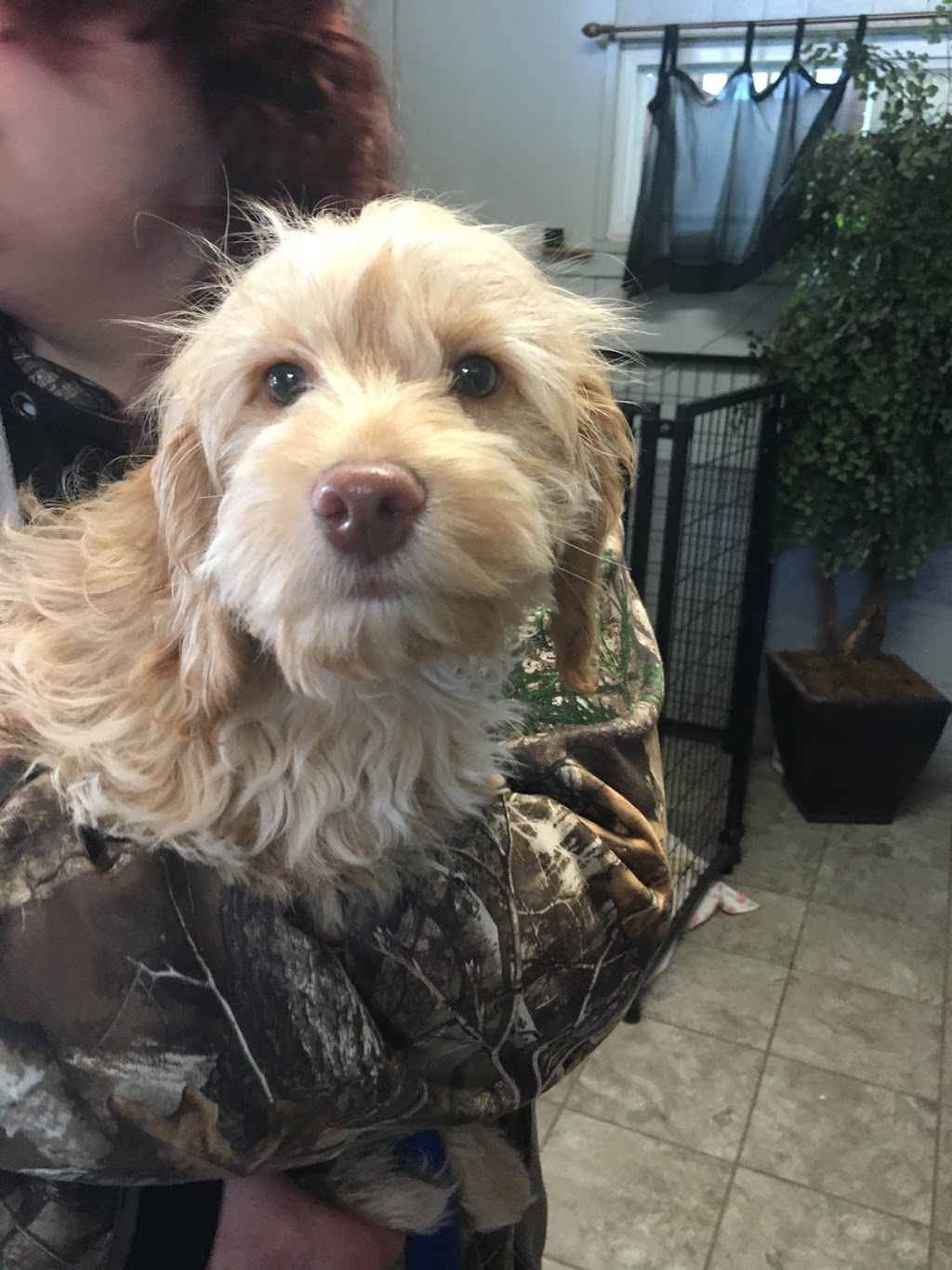 Brooklin Pet Care | 8560 Baldwin St N, Whitby, ON L1M 1Y7, Canada | Phone: (905) 655-4721