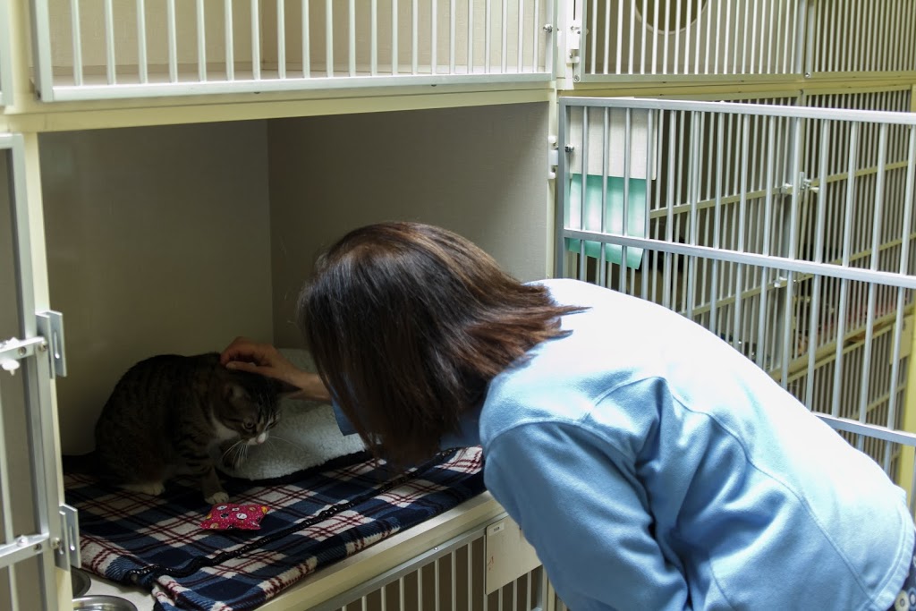 Bytown Cat Hospital | 422 McArthur Av, Ottawa, ON K1K 1G6, Canada | Phone: (613) 741-2460