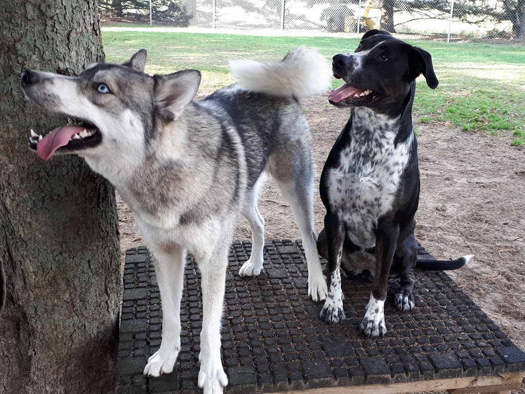 Birchview Dog Boarding | 1491 Windham Road 2, Scotland, ON N0E 1R0, Canada | Phone: (226) 387-3003