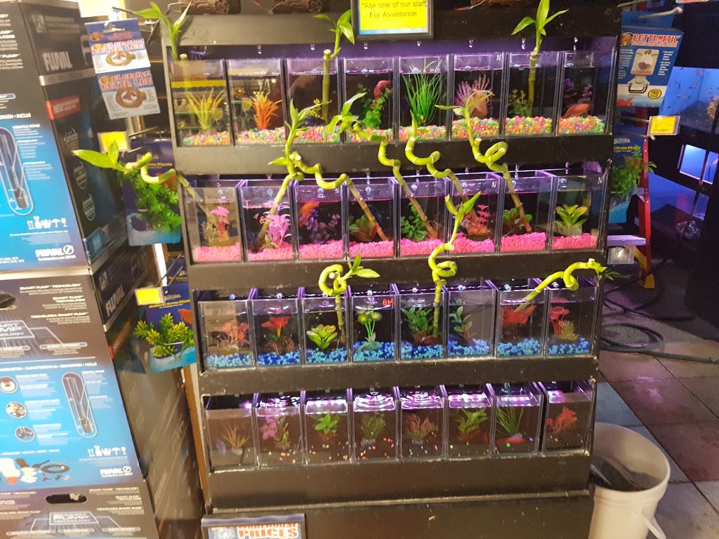 Big Als Aquarium Supercentres - Ottawa | 1900 Innes Rd, Gloucester, ON K1B 3K5, Canada | Phone: (613) 244-3474