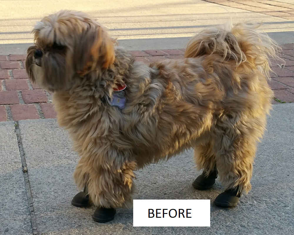 K9 Spaw | 384 Yonge St, Unit 13 Aura Concourse Market - Concourse Level, Toronto, ON M5B 1S8, Canada | Phone: (647) 961-7729