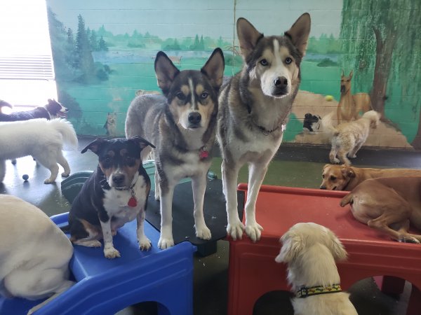 Dogeden | 60 Bullock Dr #1, Markham, ON L3P 3P2, Canada | Phone: (905) 294-0028
