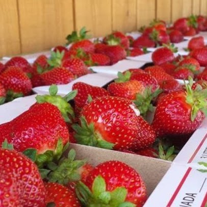 Gaétan Roy Strawberries | 1015 Chemin de Joliette, Lanoraie, QC J0K 1E0, Canada | Phone: (450) 887-0893
