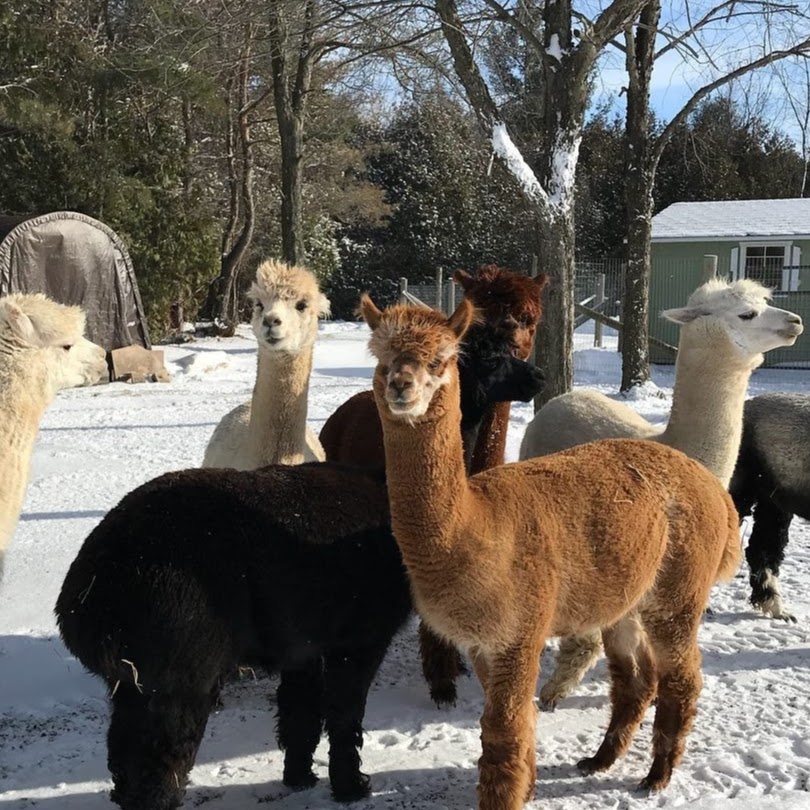 G n R Alpaca Farm | 8561 Main Lisle St, Lisle, ON L0M 1M0, Canada | Phone: (416) 526-0503
