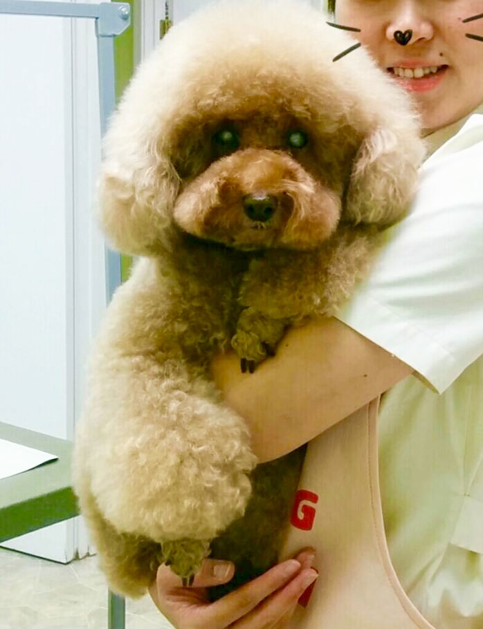 Dog Station Grooming Training & More | 160-1960 Como Lake Ave, Coquitlam, BC V3J 3R3, Canada | Phone: (604) 936-7297