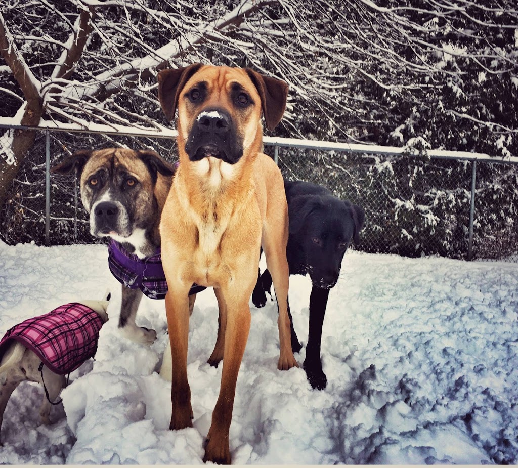 K9 Central Pet Resort, Training and Spa | 2836 Holt Rd, Bowmanville, ON L1C 3K4, Canada | Phone: (905) 623-3940