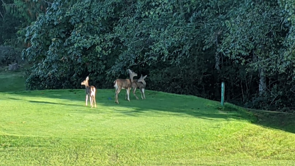 Duncan Meadows Golf Course | 6507 N Rd, Duncan, BC V9L 6K9, Canada | Phone: (250) 746-8993