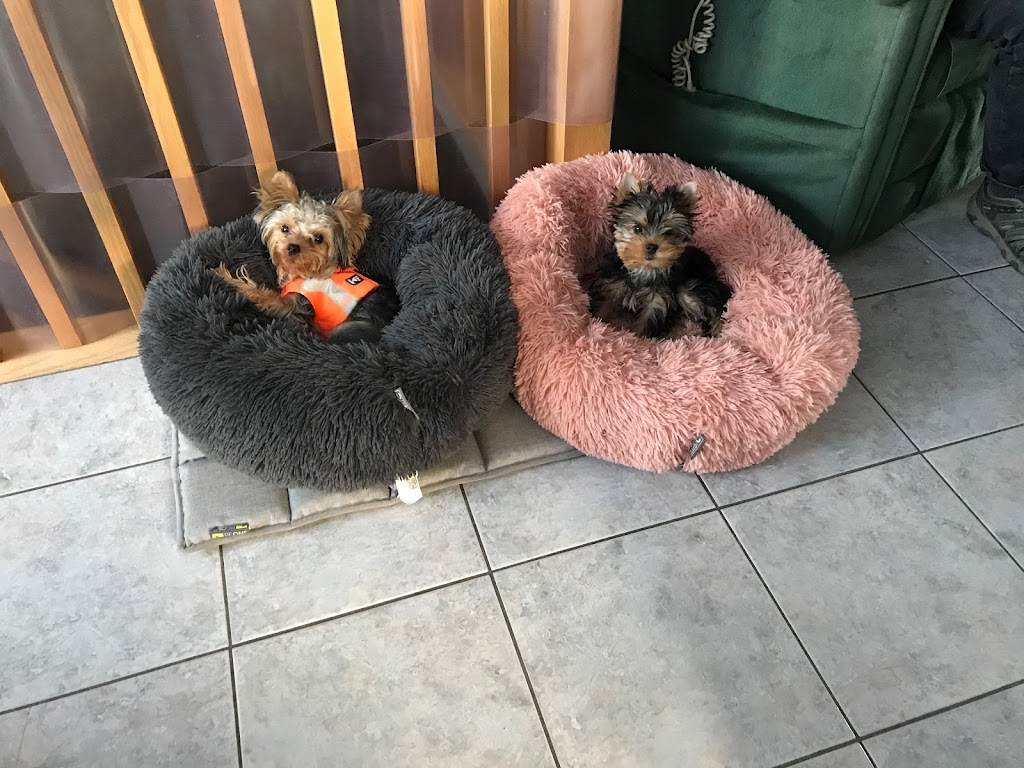 Élevage Depasquiet - Yorkshire Terrier | 357 Chem. Lavallée, Hemmingford, QC J0L 1H0, Canada | Phone: (514) 237-8300