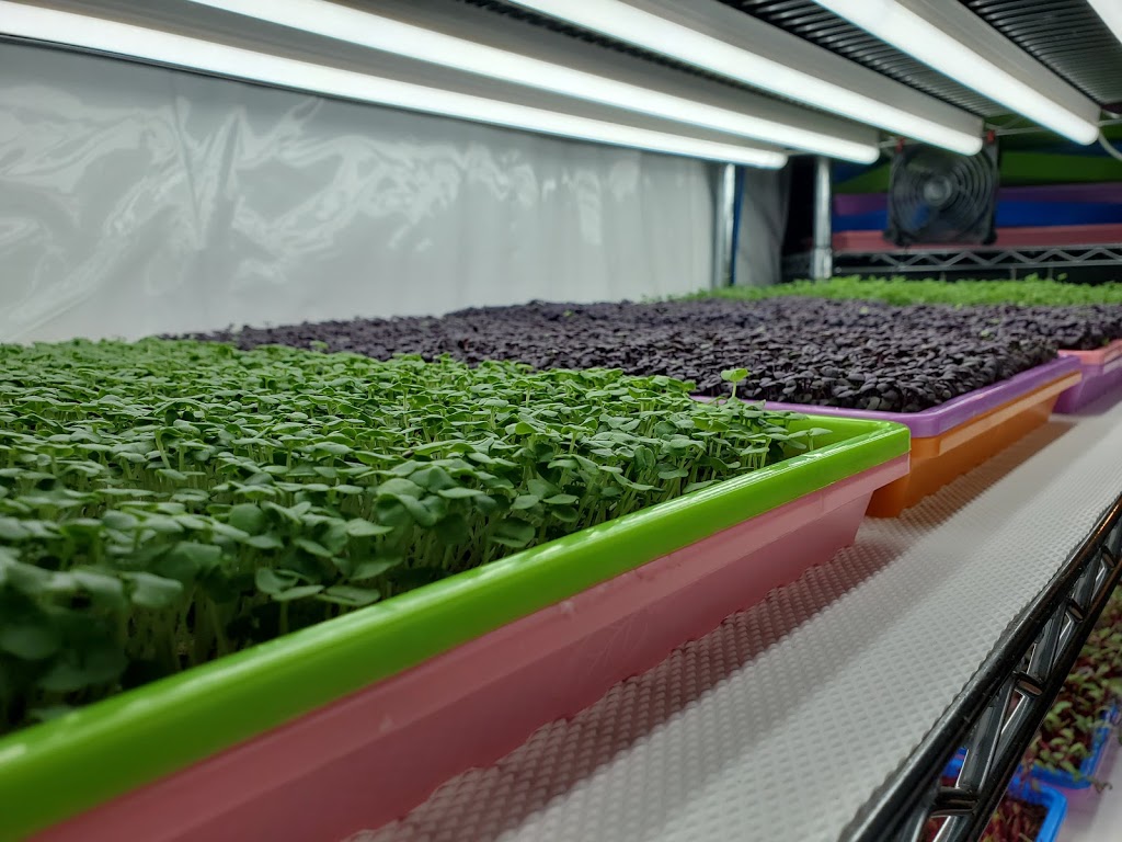 S&R Microgreens | 8 Base St, Angus, ON L0M 1B4, Canada | Phone: (705) 220-6224