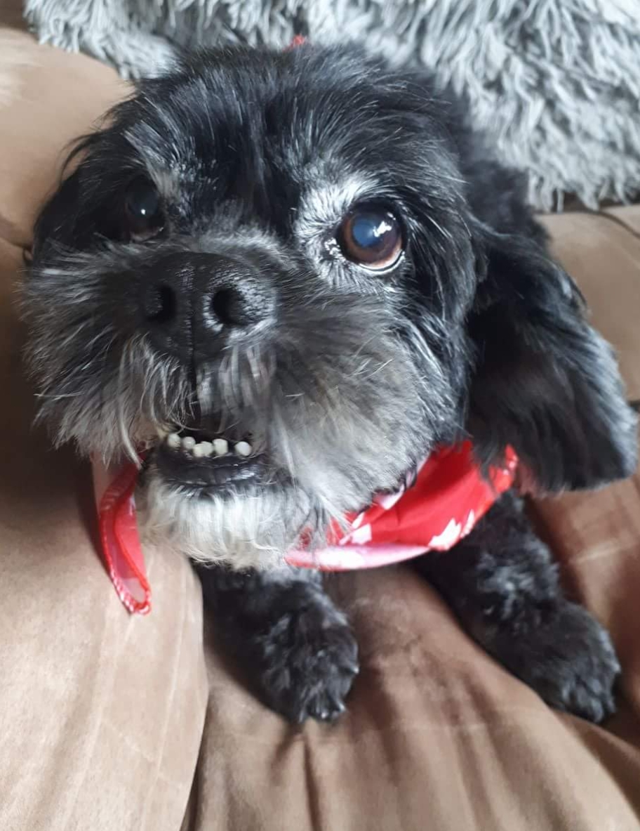 Hair Of The Dawg Grooming | 720 Grandin Dr, Morinville, AB T8R 1R2, Canada | Phone: (780) 718-3193